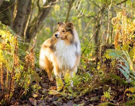 GINO, 2 Jahre alt