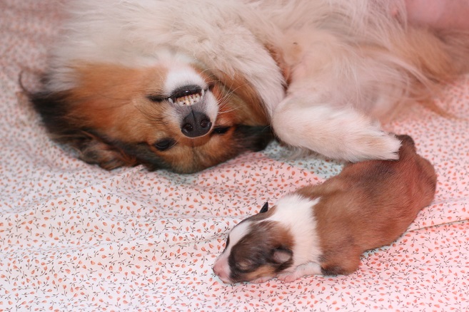 Mama Eliza und Tochter Kassiopeia ( K-Wurf ), 15.04.2019