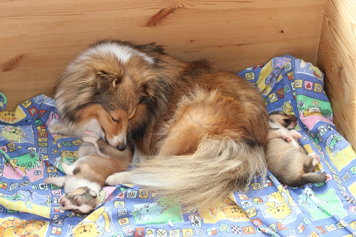 Mama Eliza mit ihren beiden Töchtern   /   l.: Hündin Nr. 1 "Kassiopeia"  /   r.: Hündin Nr. 2 "Karisma"