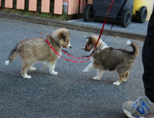 links: GiNO / rechts: Gilly