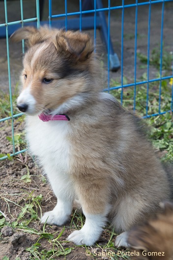 Tierfotografin