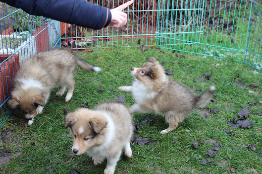 links: GINO / mitte: GINA / rechts: Ginger