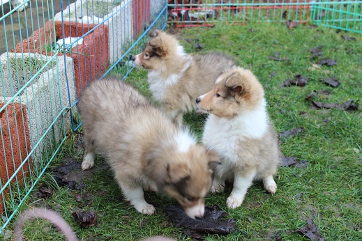 vorne links: GINO / hinten mitte: Ginger / vorne rechts: GINA