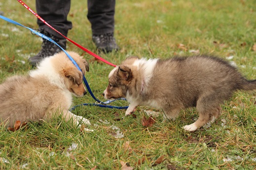 links: GINA / rechts: Gilly