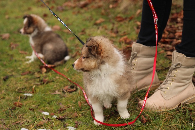 vorne: GINO / hinten: Gilly