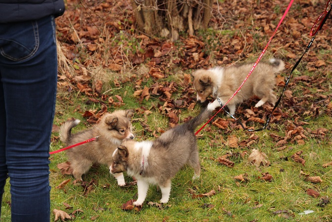 links: Ginger / mitte: Gilly / rechts: GINO