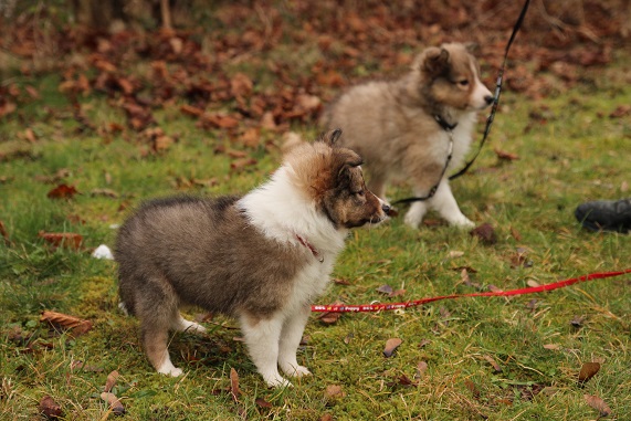 vorne: Gilly / hinten: GINO