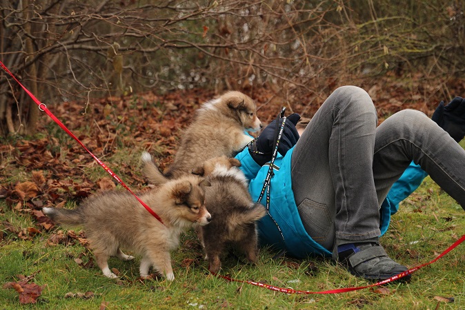 vorne: Ginger / mitte: Gilly / hinten: GINO