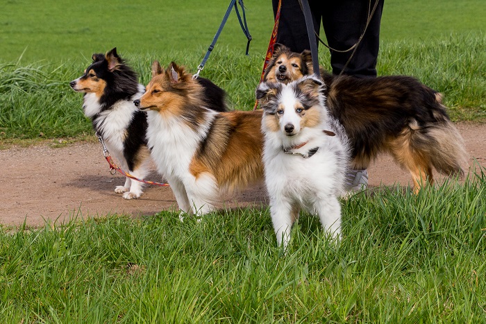 v.l.n.r.:Abby, Eliza, Smoke, hinten: Mandy